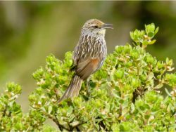 Many-striped Canastero